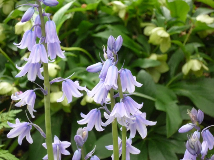 blue flowers bloom in the forest, near a bush