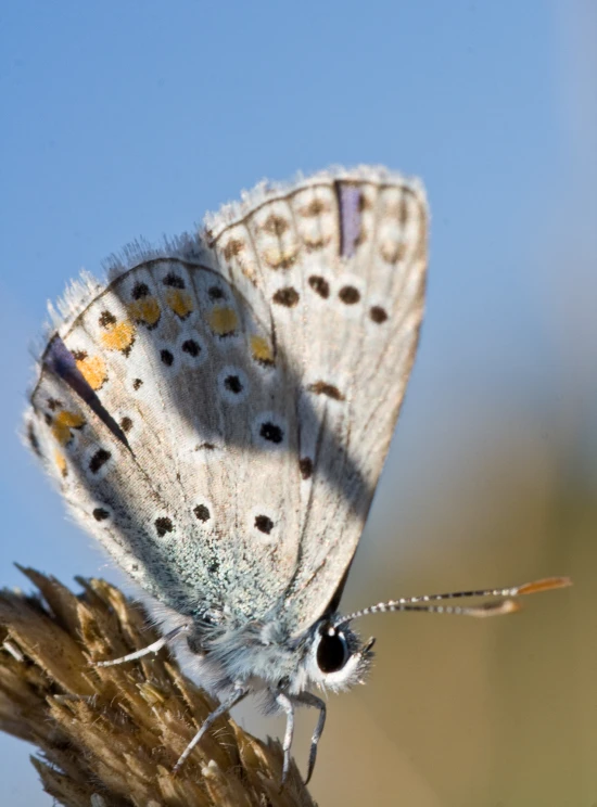 a erfly resting on top of some plant seeds