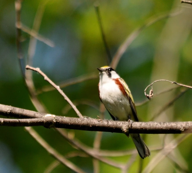 a small bird perched on top of a tree nch