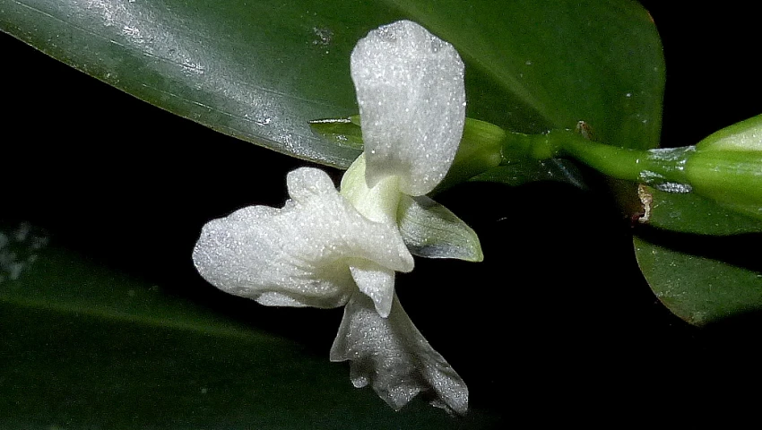 a close up view of a white flower with water droplets