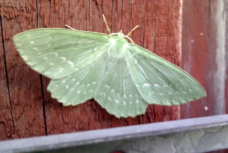 a white erfly sitting on top of a wooden wall