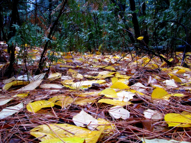 a carpet of yellow leaves on the ground surrounded by brush