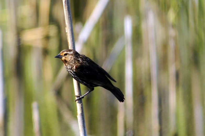 a small brown and black bird sitting on a thin nch