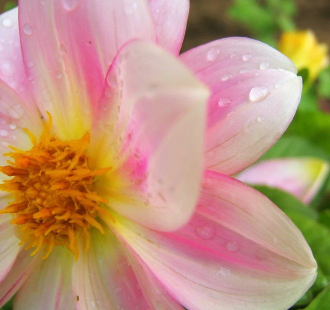 a close up of a pink flower with a water drop on it