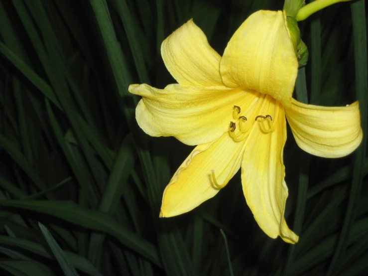 a yellow flower sits amongst green leafy grass