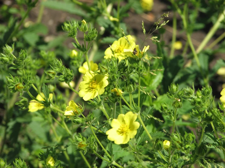 bright yellow flowers in the middle of a green forest