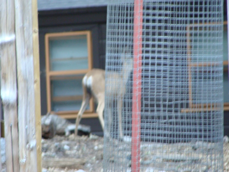 a goat walks around behind an enclosure on the side of a building