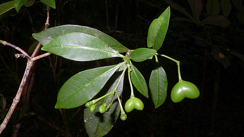 there are three fruits on the tree nch