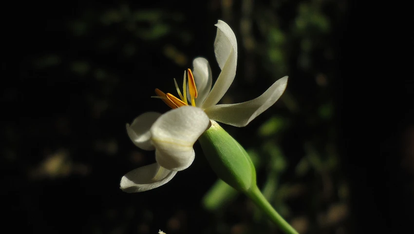 a white lily that is about to bloom in the evening