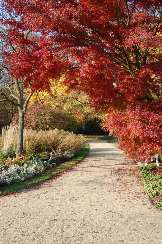 a dirt pathway that has red leaves on it