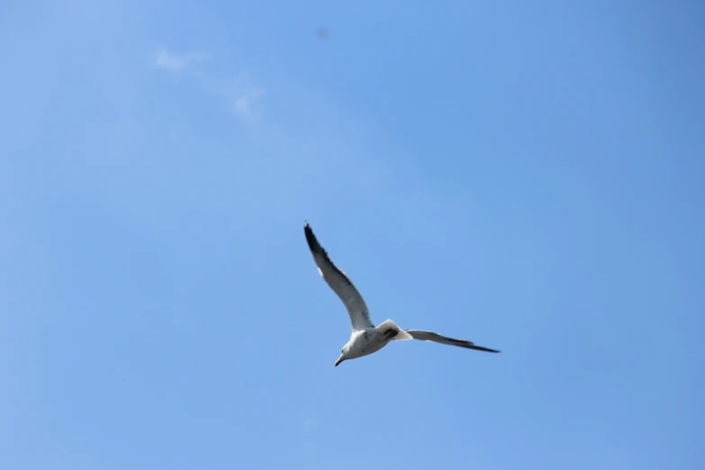 a large bird flying high up in the air