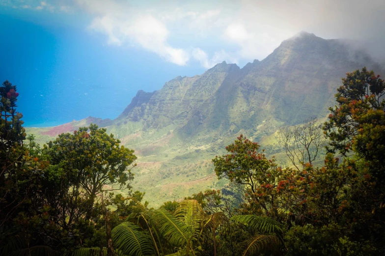 many trees are in the foreground and mountains in the background