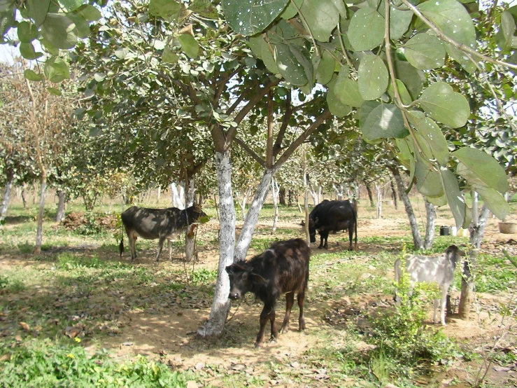 several cows standing in the shade of a tree