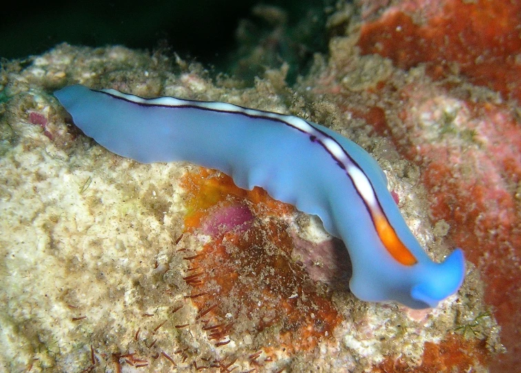the blue slug is hanging out on some sandy coral