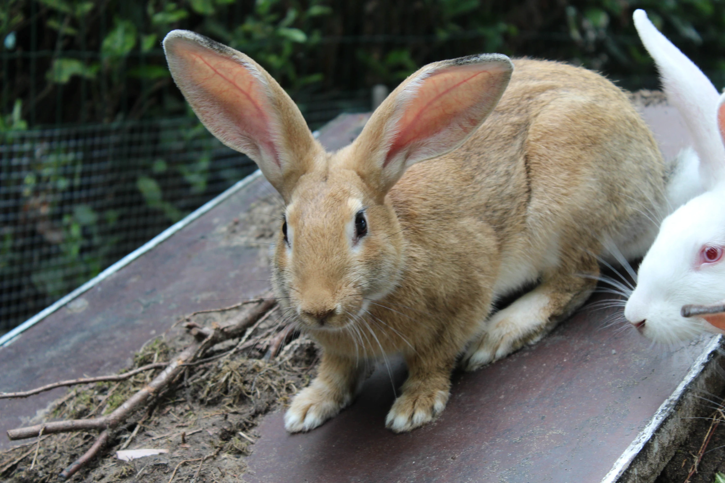 a couple of bunny rabbits sitting on top of a wooden table