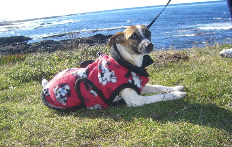 a dog sitting in the grass wearing a vest