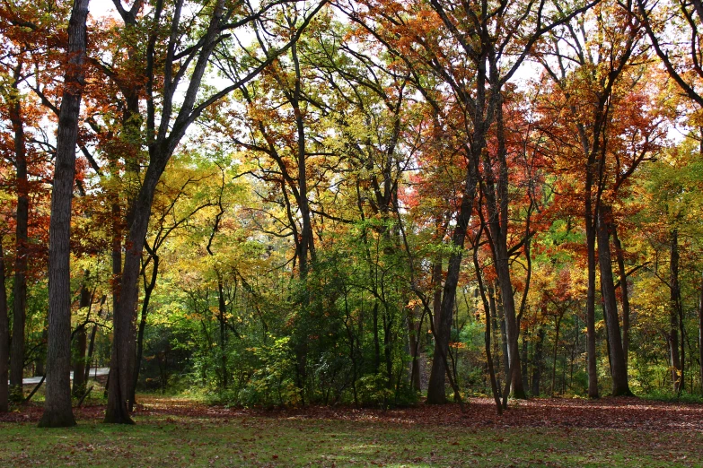 autumn color trees in a park setting