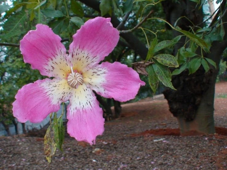 a pink and white flower in the middle of some leaves