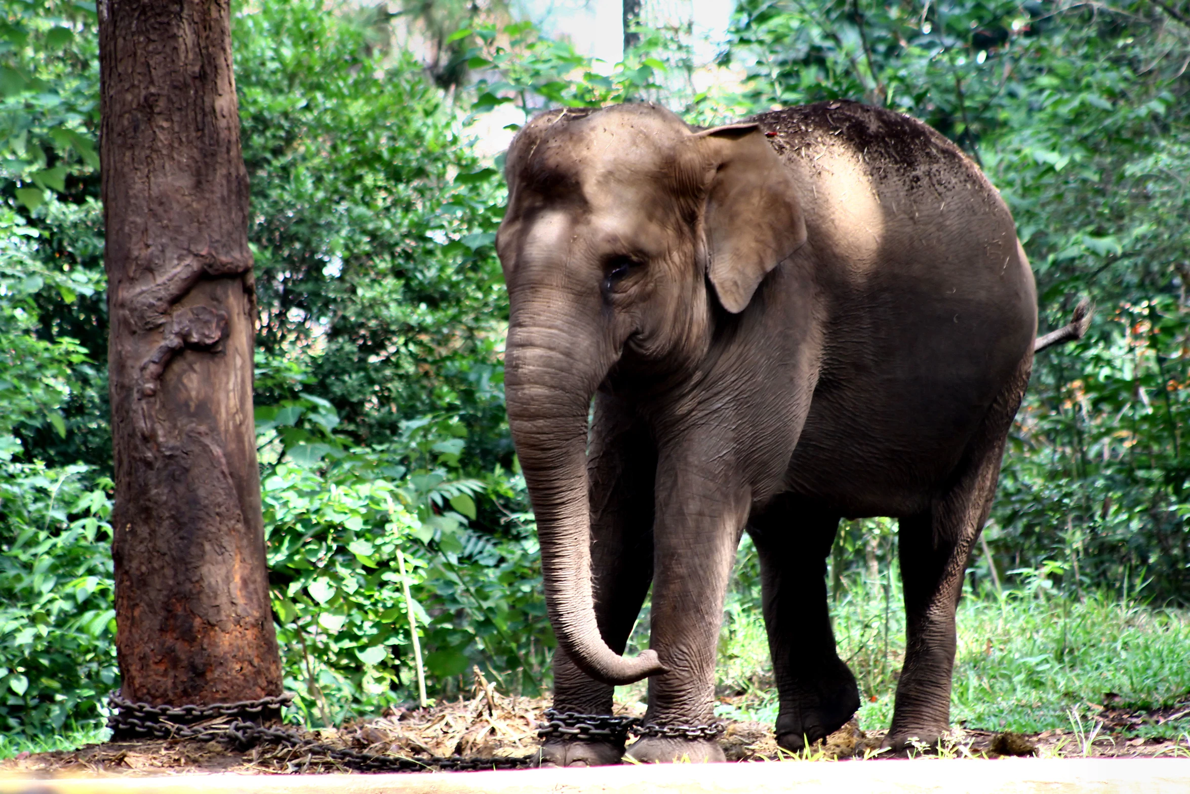 a brown elephant standing near two trees and some bushes