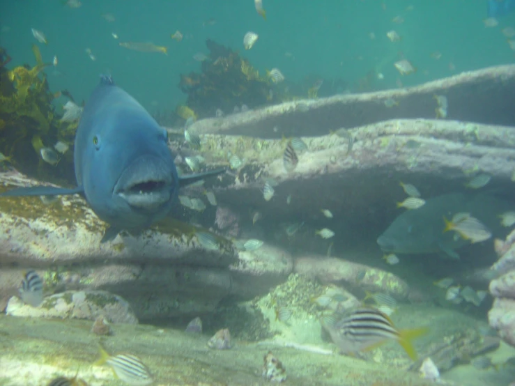 a very large blue fish in the water