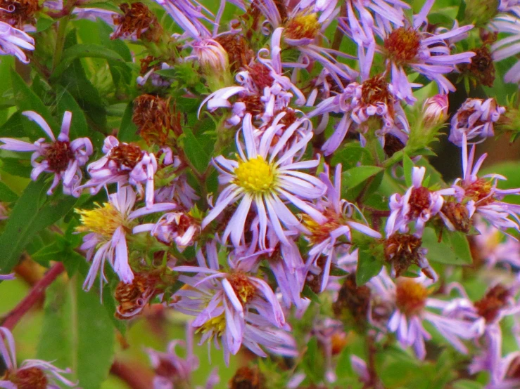 a large bunch of pink flowers growing on top of a lush green plant