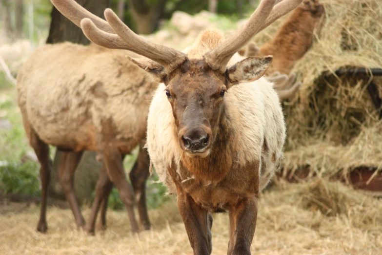 two elk are standing on dry grass looking forward