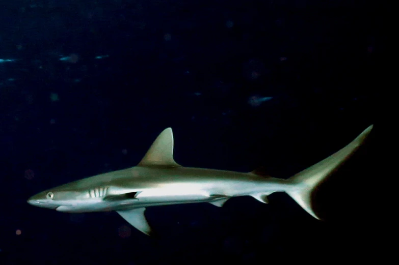 a shark swimming in a dark blue water