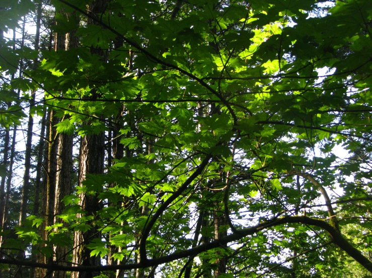 a green bush leaves are in the shade