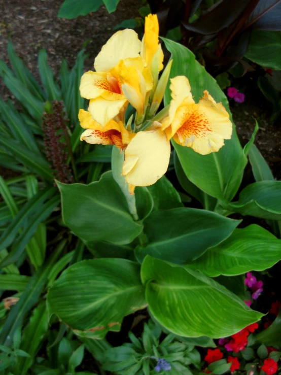 a yellow flower that is standing in the ground