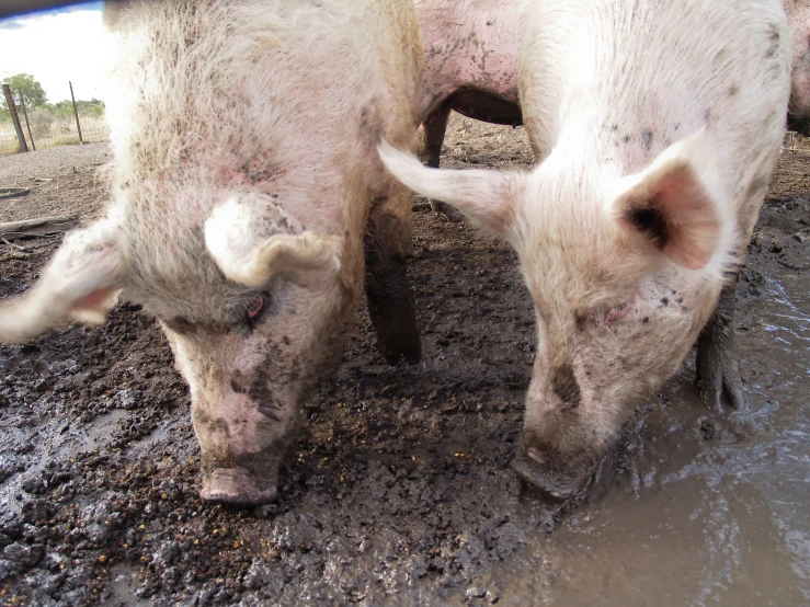 two cows with dirty, muddy eyes are facing in different directions