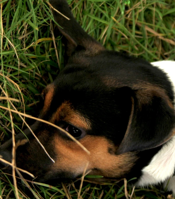 a small brown and white dog lying in grass