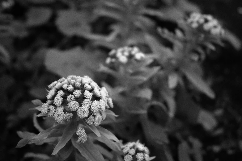 black and white pograph of some flowers