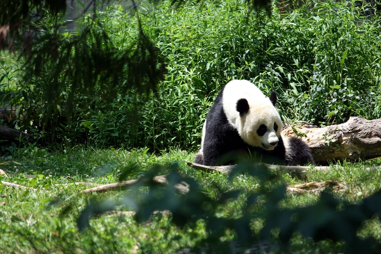 panda bear sitting on a log with grass around it