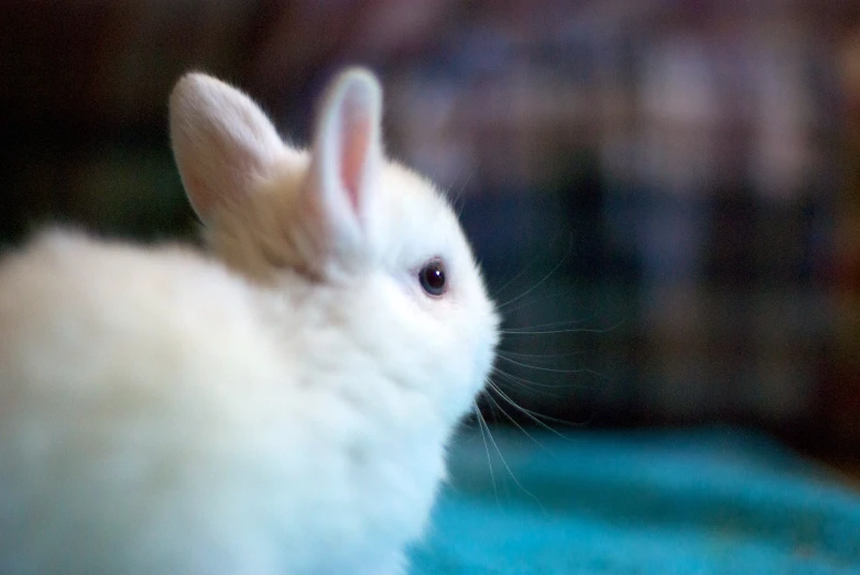 a small white rabbit sitting in the corner of a room