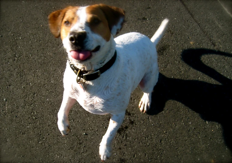 a small white and brown dog on top of a dirt field