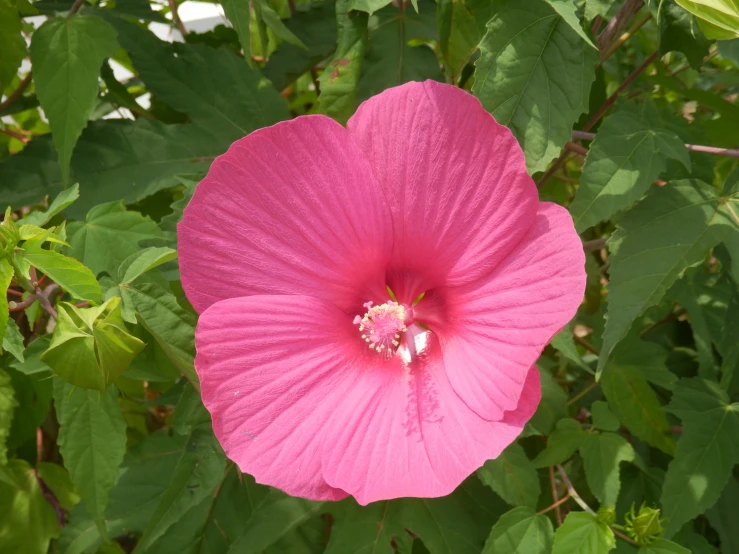 there is a pink flower in the middle of the foliage