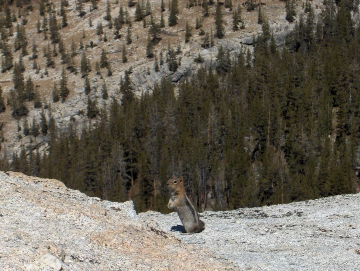 a grey bear sitting on a large mountain top