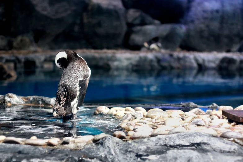 a bird standing on some rocks in the water