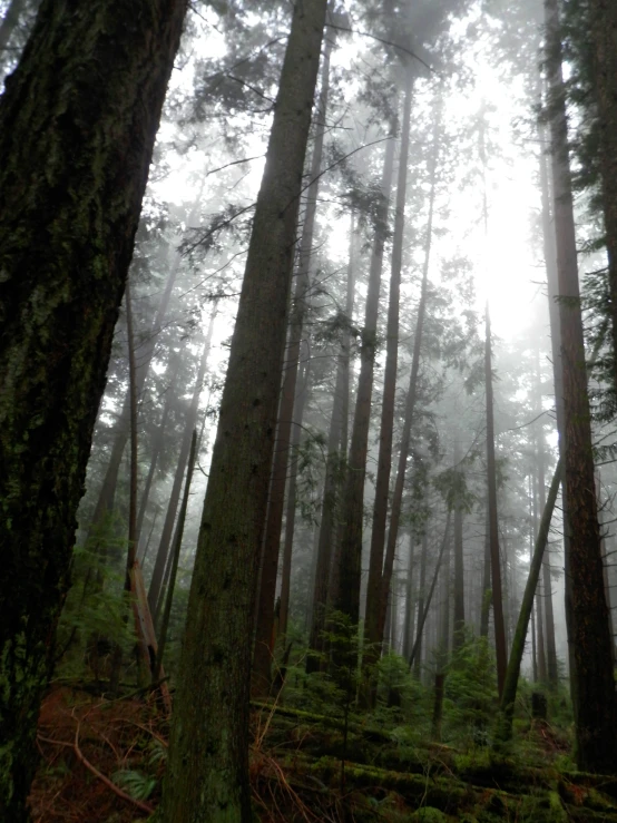 the forest has lots of tall pine trees