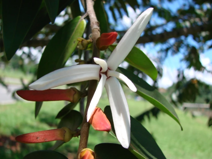 a very pretty white flower with red tips