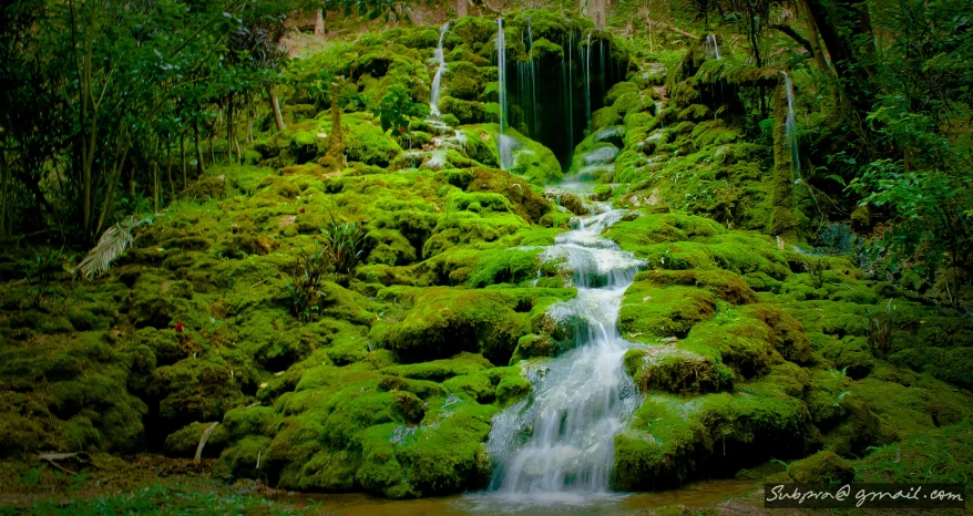 the small waterfall is on top of the mossy plants