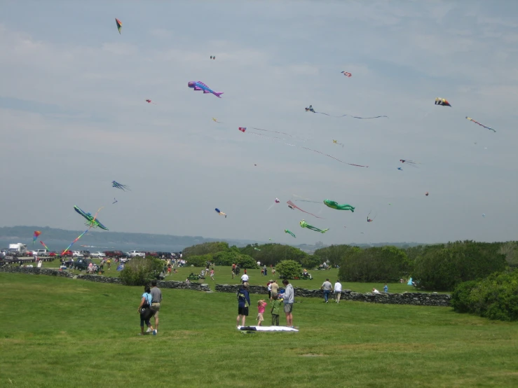 large group of people on grass field flying kites