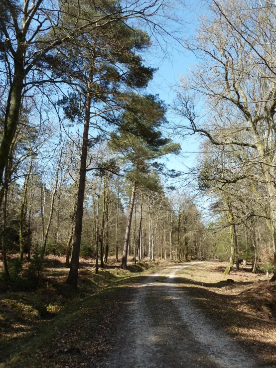a narrow road in the woods during the daytime