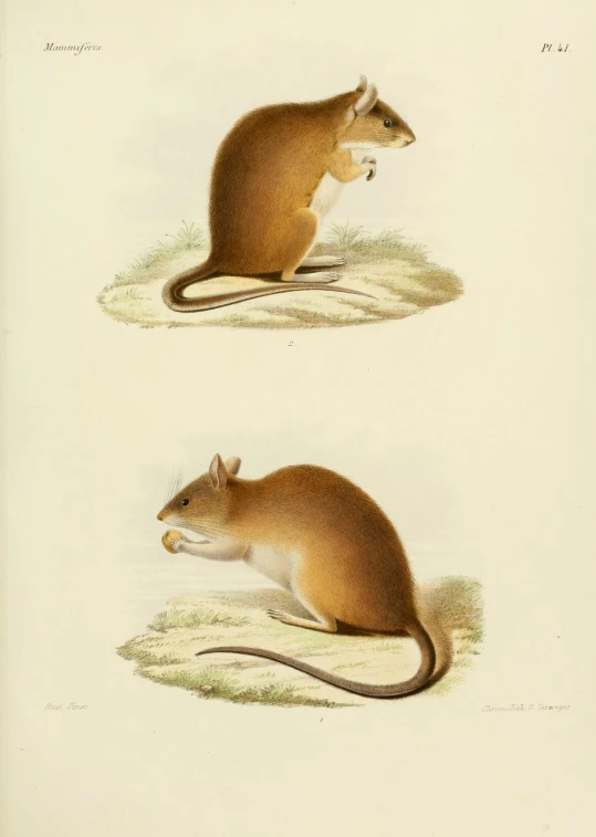 a vintage mouse and rat illustration