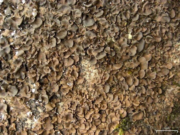 an image of a bunch of mushrooms that have been growing out of them