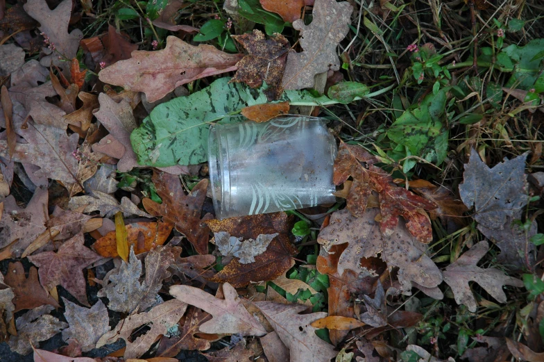 an empty bottle is scattered through leaf litter
