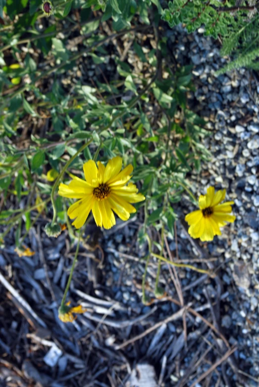 a group of small yellow flowers growing from the ground