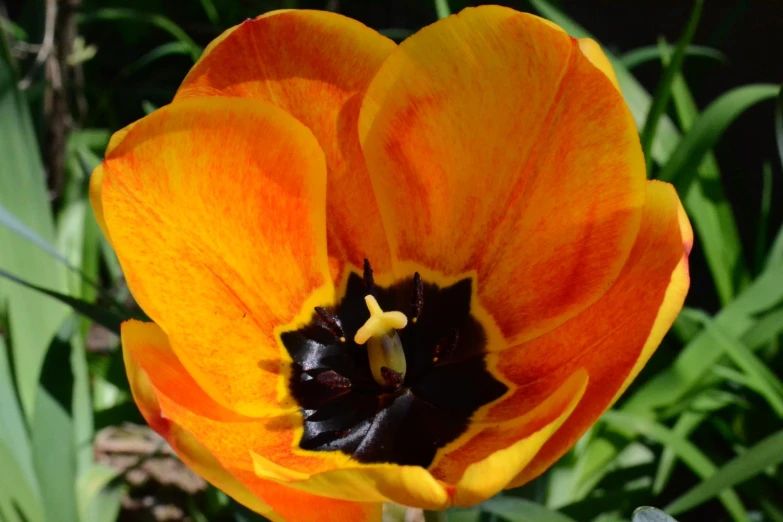 the yellow and black flower is very colorful