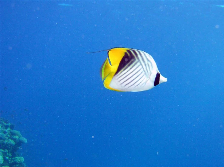 a white and yellow fish that is under water