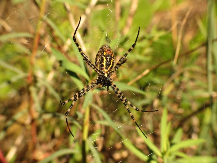 a very large and colorful spider in a grassy area